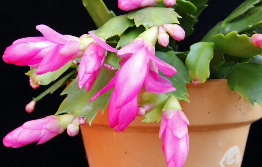 Pot with Christmas Cactus