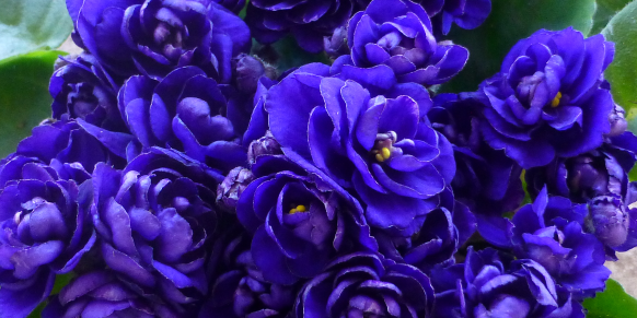 African Violet