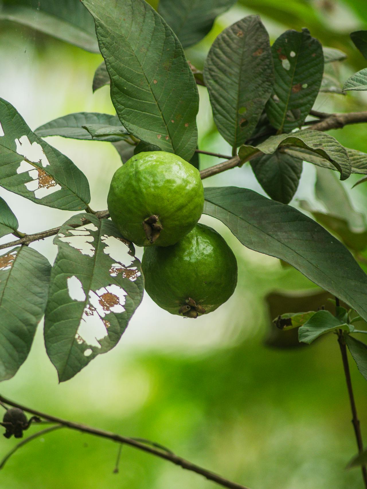 “The Best Soil For Your Guava Tree: A Simple Guide”